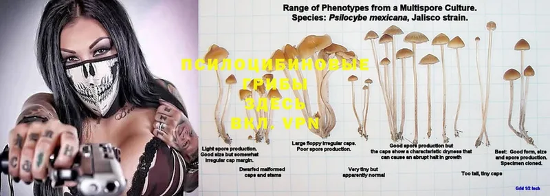 Псилоцибиновые грибы Psilocybine cubensis  магазин    Клин 